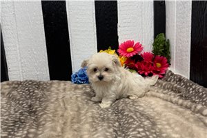 Gianna - Maltese for sale