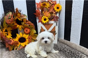 Alex - Maltese for sale