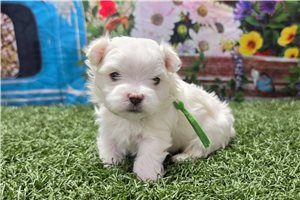 Kairo - puppy for sale