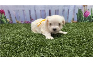 Milo - Maltese for sale