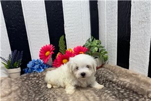 Alex - Maltese for sale