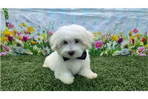 Potter - Maltese for sale