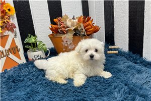 Simu - Maltese for sale