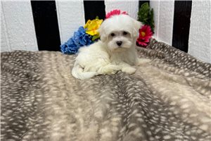Ericson - Maltese for sale