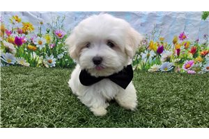 Alfie - Maltese for sale