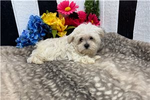 Gianna - Maltese for sale