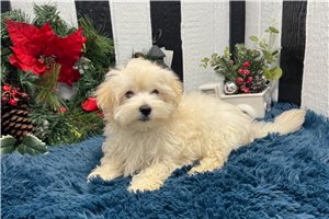 Sinclair - Maltese for sale