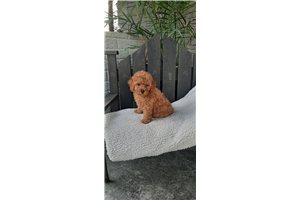 Georgia - Poodle, Miniature for sale