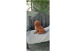 Tennessee - Poodle, Miniature for sale