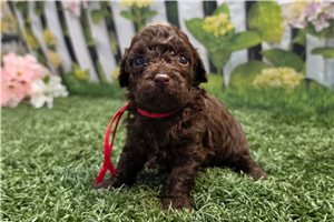 Khloe - puppy for sale