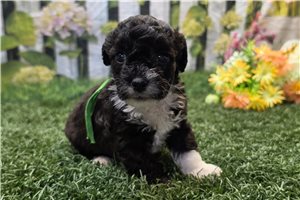 Kylie - Poodle, Toy for sale