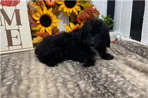 Harvard - puppy for sale