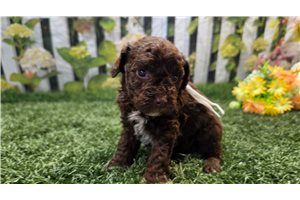 Karter - Poodle, Toy for sale