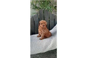 Delaware - Poodle, Miniature for sale