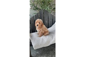 Texas - Poodle, Miniature for sale