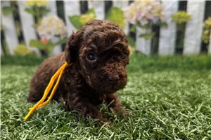 Kingston - Poodle, Toy for sale