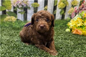 Kaylee - puppy for sale