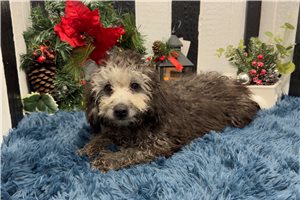 Heidi - Poodle, Miniature for sale