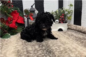 Cherie - Poodle, Toy for sale