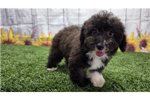 Kylie - Toy Poodle for sale