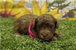 Nonna - Poodle, Toy for sale