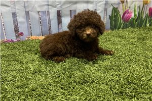 Kingston - Poodle, Toy for sale