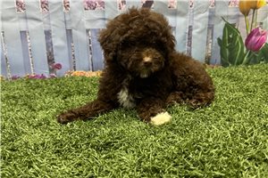 Karter - Poodle, Toy for sale