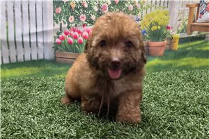 Norton - Poodle, Toy for sale