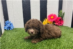 Nonna - Poodle, Toy for sale