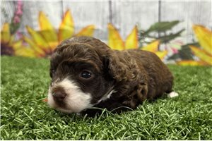 Novo - Poodle, Toy for sale