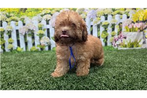 Norton - Poodle, Toy for sale