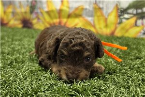 Nora - puppy for sale