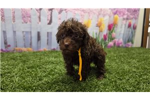 Kingston - Poodle, Toy for sale