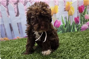 Karter - Poodle, Toy for sale
