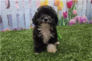 Kylie - Poodle, Toy for sale