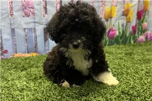 Kylie - Poodle, Toy for sale