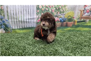 Nora - Poodle, Toy for sale