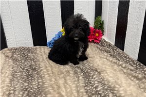 Chelsea - Poodle, Toy for sale
