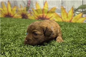 Norton - Poodle, Toy for sale