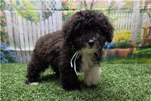 Kylie - Poodle, Toy for sale