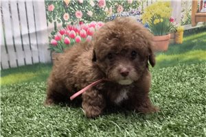 Nonna - Poodle, Toy for sale
