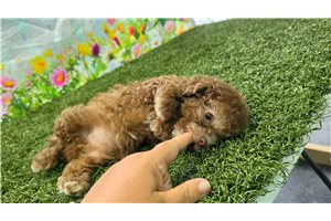 Nonna - Poodle, Toy for sale