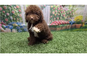 Karter - Poodle, Toy for sale