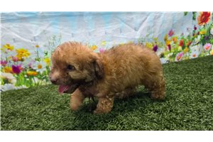 Norton - Poodle, Toy for sale