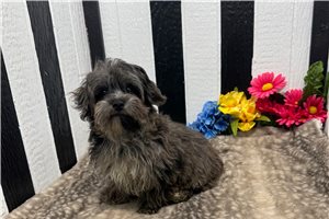 Dynamo - Yorkiepoo - Yorkie Poo for sale