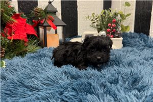 Dusk - puppy for sale