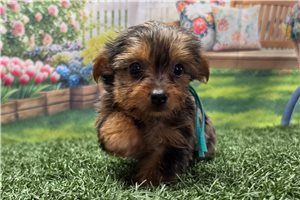 Opal - Yorkshire Terrier - Yorkie for sale