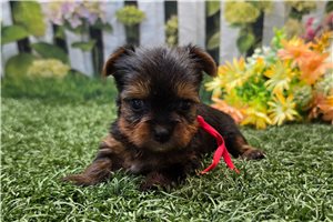 Kinsley - puppy for sale