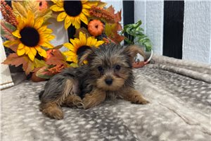 Candance - puppy for sale