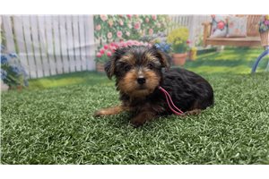 Olivia - Yorkshire Terrier - Yorkie for sale
